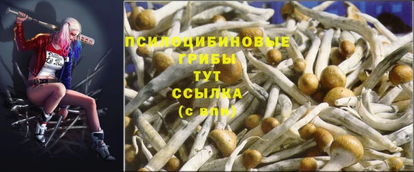 прущие грибы Ивангород